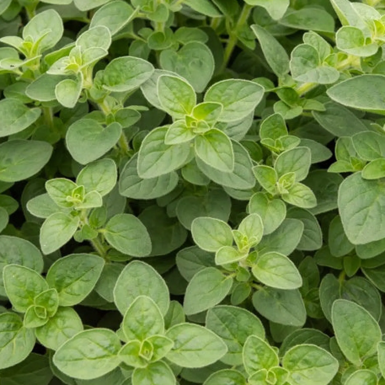 Oregano - Mediterran würzen im Nu