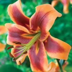 Orientalische Lilie ‘Debby’ (x3) - Duft, der den Garten füllt