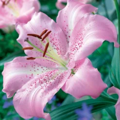Orientalische Lilien Josephine (x3) - Duft und Rosa im Beet