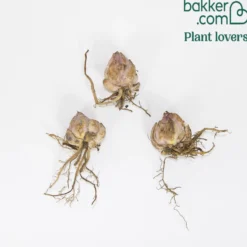 Orientalische Lilien Josephine (x3) - Duft und Rosa im Beet
