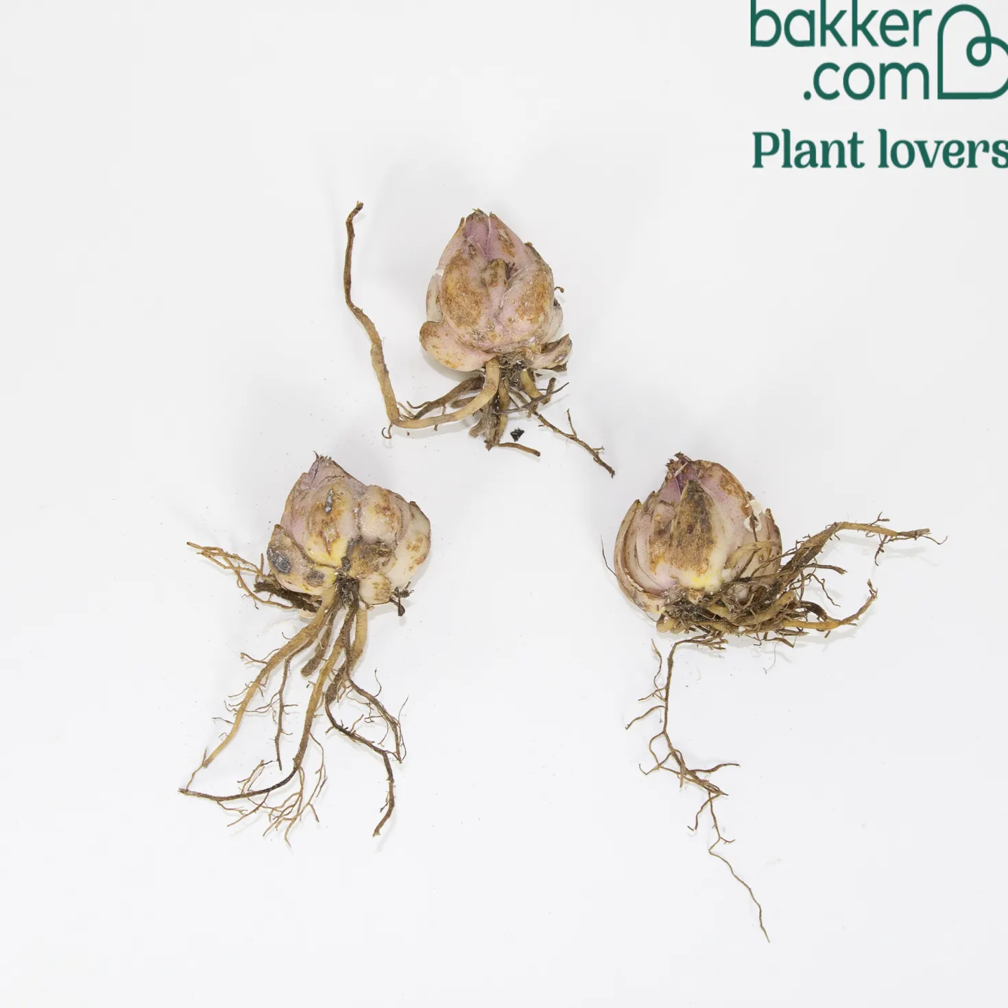 Orientalische Lilien Josephine (x3) - Duft und Rosa im Beet