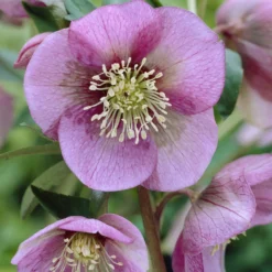 Orientalische Nieswurz Pink Lady - Rosa Blüten mitten im Winter