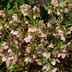 Orientalische Nieswurz Pink Lady - Rosa Blüten mitten im Winter