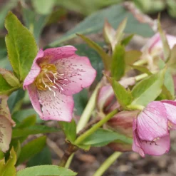 Orientalische Nieswurz Pink Lady - Rosa Blüten mitten im Winter