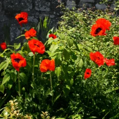 Orientalischer Mohn 'Beauty of Livermere' - Riesige Blüten, kaum Pflege