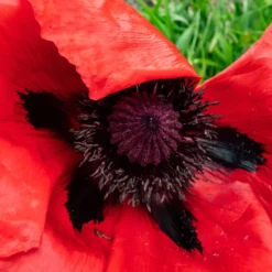 Orientalischer Mohn 'Beauty of Livermere' - Riesige Blüten, kaum Pflege