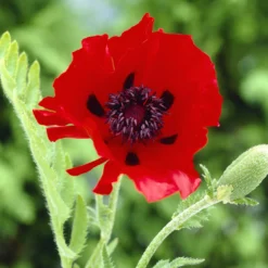 Orientalischer Mohn 'Beauty of Livermere' - Riesige Blüten, kaum Pflege
