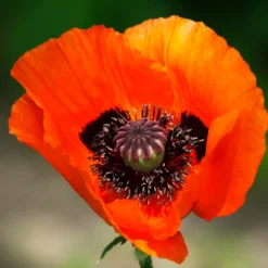 Orientalischer Mohn 'Brillant' - Feuerrote Blüten im Beet