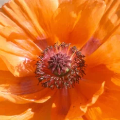 Orientalischer Mohn Harvest Moon - Leuchtendes Orange im Beet