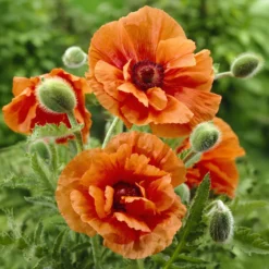 Orientalischer Mohn Harvest Moon - Leuchtendes Orange im Beet