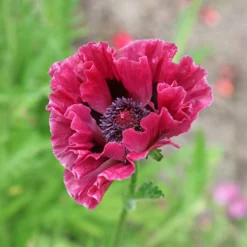 Orientalischer Mohn Manhattan (x3) - Fuchsia-Blüten wie Seidenpapier