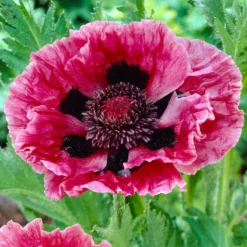 Orientalischer Mohn Manhattan (x3) - Fuchsia-Blüten wie Seidenpapier