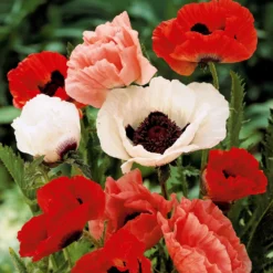 Orientalischer Mohn Mischung (x3) - Riesenblüten in Seidenoptik