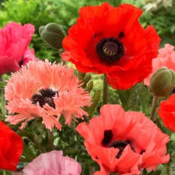 Orientalischer Mohn Mischung (x3) - Riesenblüten in Seidenoptik