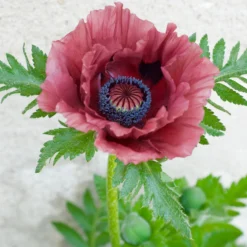 Orientalischer Mohn Pattys Plum - Seltene Mohnfarbe im Beet