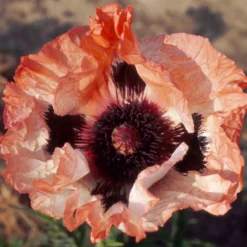 Orientalischer Mohn 'Picotee' - Riesenblüten mit Aha-Effekt