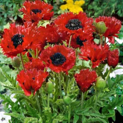 Orientalischer Mohn 'Türkenlouis' - Riesige Fransenblüten in Feuerrot