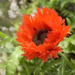 Orientalischer Mohn 'Türkenlouis' - Riesige Fransenblüten in Feuerrot