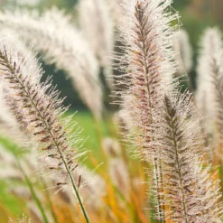 Orient-Lampenputzergras ‘Fairy Tails’ - Federleicht und pflegeleicht