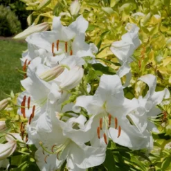 Orientlilie 'Casa Blanca' (x3) - Weiße Blüten, großer Duft