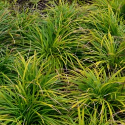 Oshima Segge Evergreen - Immergrün das ganze Jahr