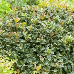 Osmanthus 'Goshiki' (buntlaubig) - Buntes Laub das ganze Jahr