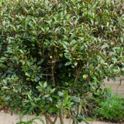 Osmanthus ‘Purpureus’ - Duft und Farbe das ganze Jahr