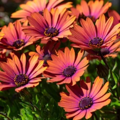 Osteospermum purple sun - Sonnenblüten den ganzen Sommer