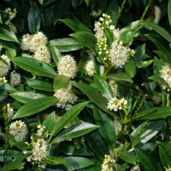 Otto Luyken Kirschlorbeer - Niedrige Hecke ohne Aufwand