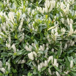 Otto Luyken Kirschlorbeer - Niedrige Hecke ohne Aufwand
