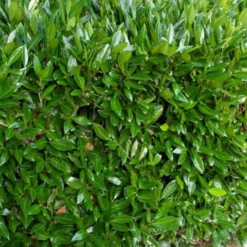 Otto Luyken Kirschlorbeer - Niedrige Hecke ohne Aufwand