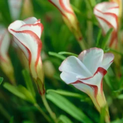 Oxalis ‘Versicolor’ (x15) - Rot-weiße Spiralen im Winter