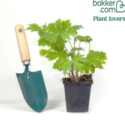 Pacific Rittersporn 'Astolat' - Rosa-lila Blütentürme im Beet