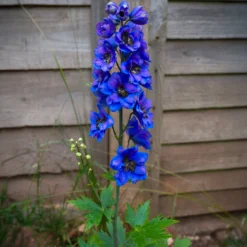 Pacific-Rittersporn 'Black Knight' - Tiefblau im Beet, ganz einfach