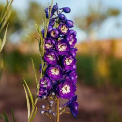 Pacific-Rittersporn 'King Arthur' - Blaue Blütensäulen im Beet