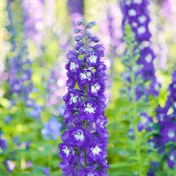Pacific-Rittersporn 'King Arthur' - Blaue Blütensäulen im Beet
