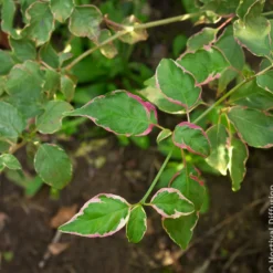 Pagoden-Hartriegel Pinky Spot - Etagen-Look für Ihren Garten