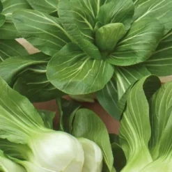 Pak Choi ‘Green Fortune’ F1 - Ernte in nur 6 Wochen