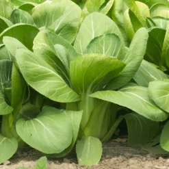 Pak Choi ‘Green Fortune’ F1 - Ernte in nur 6 Wochen