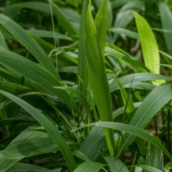 Palmen-Gras - Palmen-Feeling ganz einfach