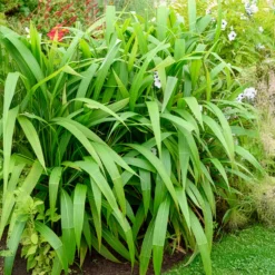 Palmen-Gras - Palmen-Feeling ganz einfach