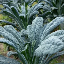 Palmkohl ‘Nero di Toscana’ Bio - Ernte bis in den Winter