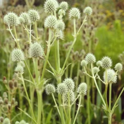 Palmlilienblättrige Mannstreu - Struktur ohne Aufwand