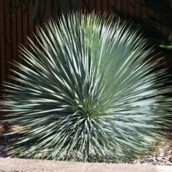 Palmlilie ‘Yucca rostrata’ - Wüstenflair, winterhart