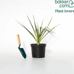 Panaschierte Palmlilie - Exotik ohne Aufwand