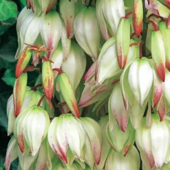 Panaschierte Palmlilie - Exotik ohne Aufwand