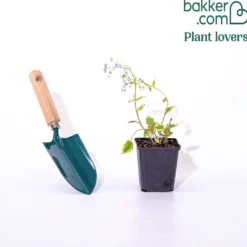 Panaschiertes Kaukasus-Vergissmeinnicht - Helle Blätter im Schatten