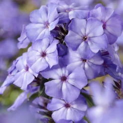 Paniculierter Phlox Blue Paradise - Blau, das den Abend liebt