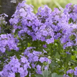 Paniculierter Phlox Blue Paradise - Blau, das den Abend liebt