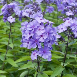 Paniculierter Phlox Blue Paradise - Blau, das den Abend liebt